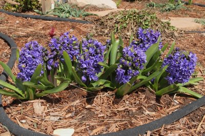 Hyacinth #517 (7052)