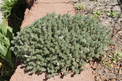 Fringed Sage #770 (7114)