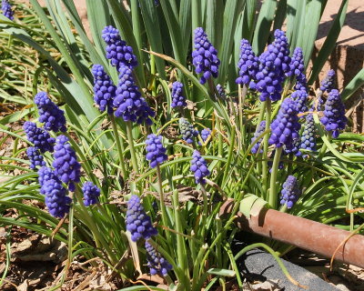 Grape Hyacinth (Tag #520)