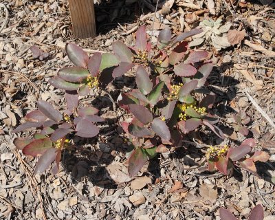 Oregon Creeping Grape #747 (7096)