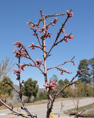 Peach Tree 'Contender'  #131 (7119)