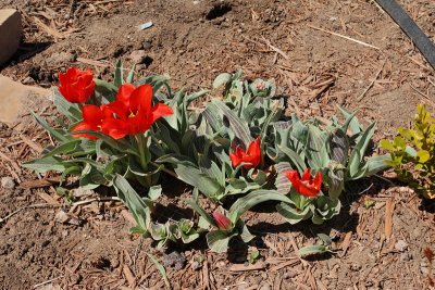 Red Riding Hood Tulip (Tag #505)