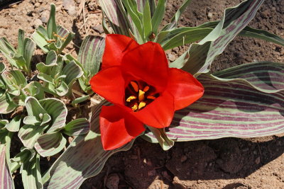 Tulip 'Red Riding Hood' #505 (7105)