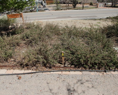 Abbotswood Potentilla #405 (7240)