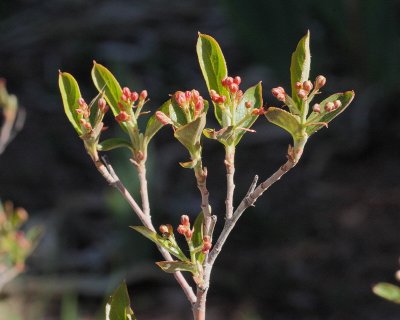 Chokecherry #316 (7376)