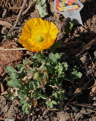 Mixed Poppies, Iceland Poppies (Tag #831)