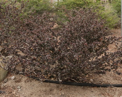 Crimson Pygmy Barberry #435 (7562)