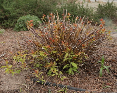 Goldflame Spirea #313 [2009] (7558)