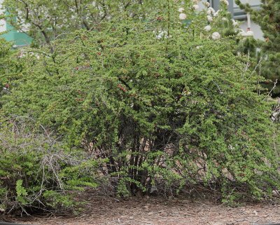 Green Barberry #434 (7506)