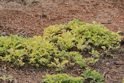 Limelight Artemisia #999 (7504)