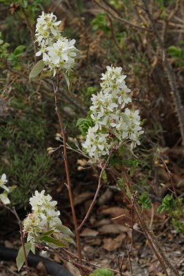 Serviceberry #426 (7486)