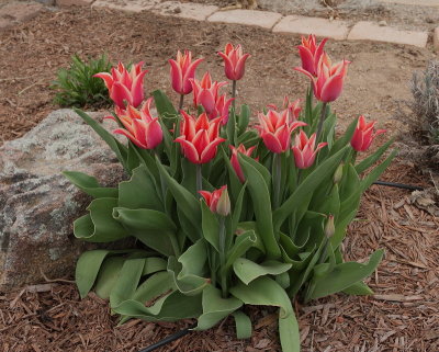 Tulips (donated) (Tag #521)