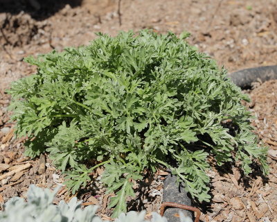 Artemisia (7806)