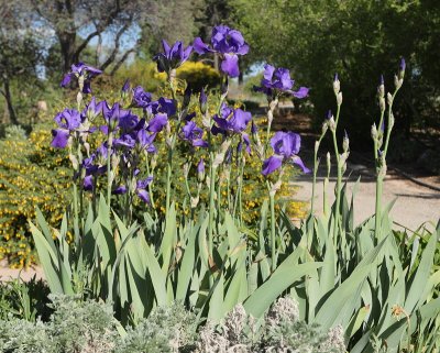 Blue Fragrant Bearded Iris #743 (8021)