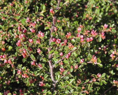 Creeping Cotoneaster #410 Flowers (8012)