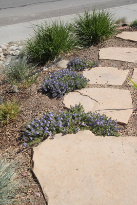 Blue Woolly Speedwell #836 (7663)
