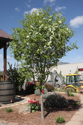 Kansas Hawthorn #114 [2009] (7637)