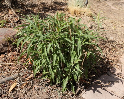 Spiked Speedwell #820 (7670)