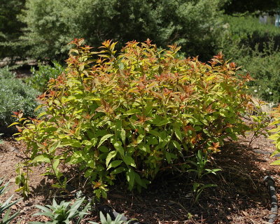 Goldflame Spirea #313 [2009] (8113)