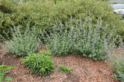 Catmint (Tag #830)