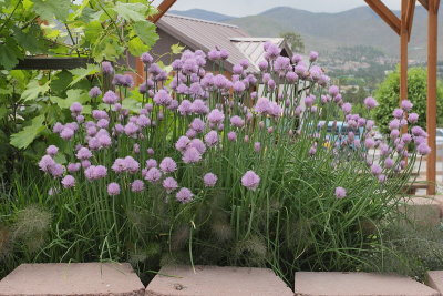 Chives (Tag #608)