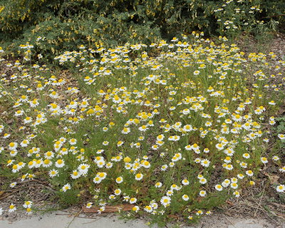 German Chamomile (Tag #900)