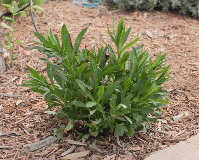 New York Aster #809 (8638)