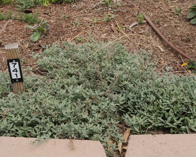 Rock Rose #741 (8649)
