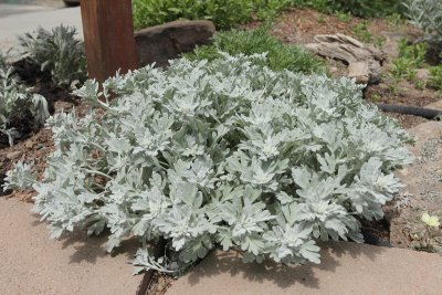 Silver Brocade Artemisia (Tag #774)