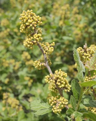 Sumac #412 Flower Buds (8788)