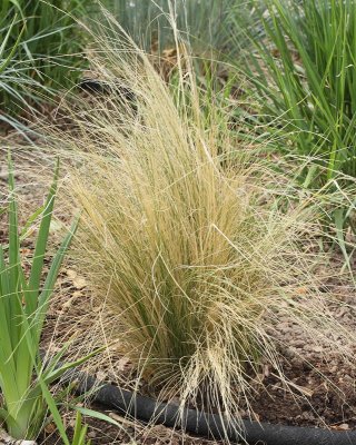 Thread Grass (Tag #565)