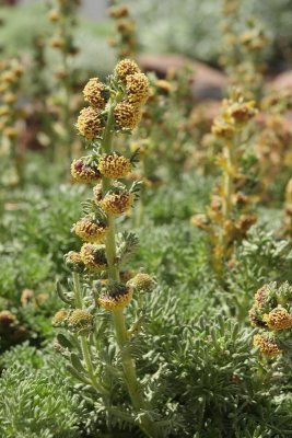 Mystery Artemisia (8764)