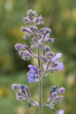 Catmint #830 (9157)