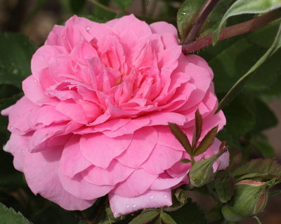 Mayflower Rose 'David Austin' #318 (9105)