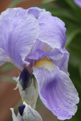 Orris Root Iris #744 (9051)