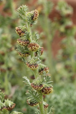 Mystery Artemisia (9046)