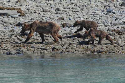 Brown Bear with Cubs (8088)