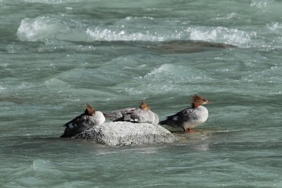 Common Mergansers (8374)