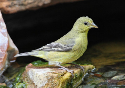 Lesser Goldfinch #5319