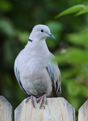 Eurasian Collared-Dove #5657