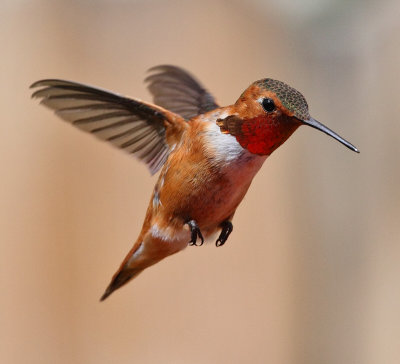 Rufous Hummingbird #0025