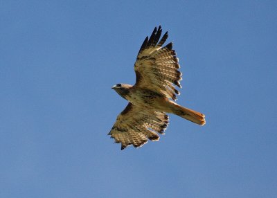 Red-tailed Hawk #9932
