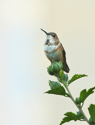 Rufous Hummingbird (Female) #0534