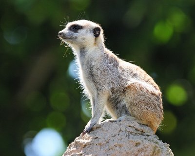 Meerkat (9751)