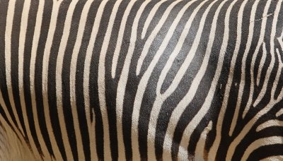 Stripes (9698)