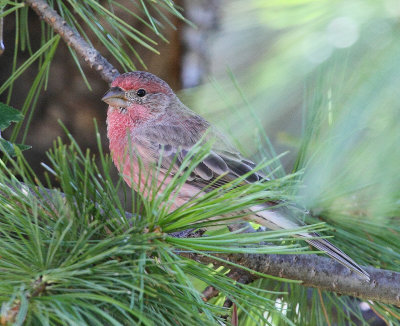 House Finch #0036