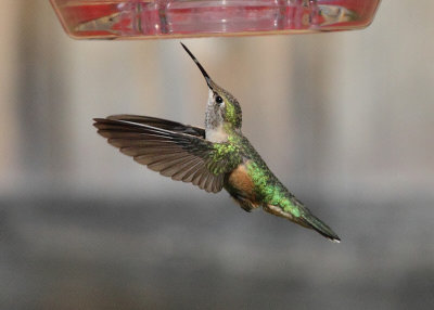 Broad-tailed Hummingbird (Female) #1394