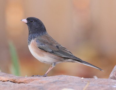 Oregon Juncos (Junco hyemalis oreganus)