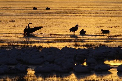 Bosque del Apache (Feb 2008)