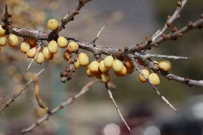 Sea Buckthorn #105 Berries (0786)
